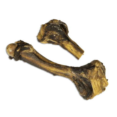 bone1