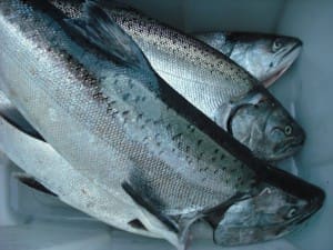Keta caught Salmon, Available through POSS and the Butcher Shop