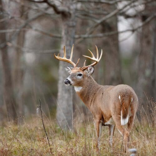 A white-tailed deer buck